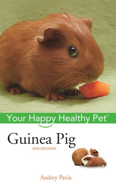 happy guinea pig