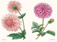 Alternative view 5 of Dahlias: A Little Book of Flowers