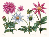 Alternative view 6 of Dahlias: A Little Book of Flowers