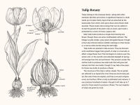 Alternative view 3 of Tulips: A Little Book of Flowers