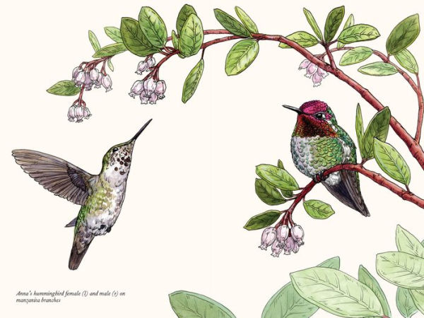 A Little Book of Hummingbirds