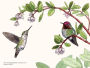 Alternative view 7 of A Little Book of Hummingbirds