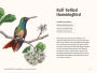 Alternative view 8 of A Little Book of Hummingbirds