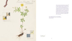 Alternative view 24 of Hilma af Klint: What Stands Behind the Flowers
