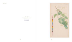 Alternative view 6 of Hilma af Klint: What Stands Behind the Flowers