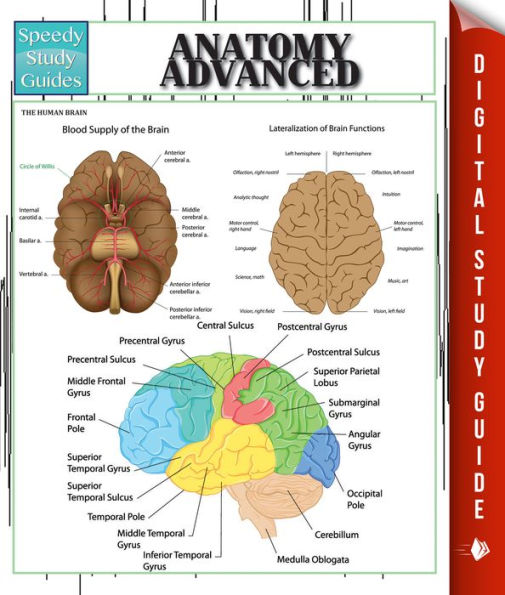 Anatomy Advanced