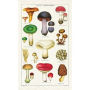 Cavallini Tea Towel - Mushrooms