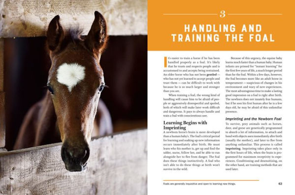 Storey's Guide to Training Horses, 3rd Edition: Ground Work, Driving, Riding