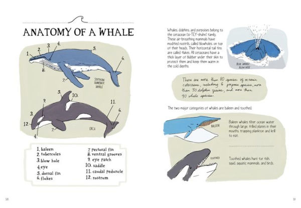 Ocean Anatomy: The Curious Parts & Pieces of the World under the Sea