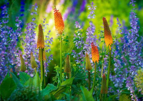 Garden Flowers, 100 Postcards: A Colorful Bouquet from Award-Winning Photography Rob Cardillo