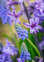 Alternative view 9 of Garden Flowers, 100 Postcards: A Colorful Bouquet from Award-Winning Photography Rob Cardillo