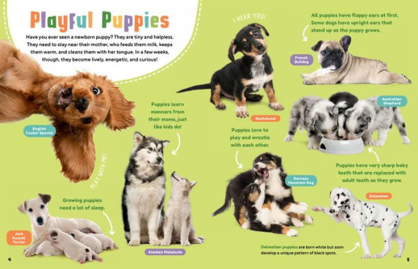 Animal Friends: Hello, Dogs!: Meet Dogs of All Shapes & Sizes; Learn What Dogs Love; Discover How to Be Friends!