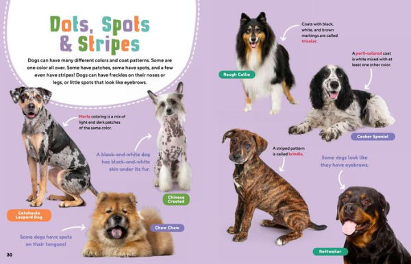 Animal Friends: Hello, Dogs!: Meet Dogs of All Shapes & Sizes; Learn What Dogs Love; Discover How to Be Friends!