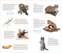 Alternative view 2 of Wild, Wonderful Tattoo Woodland Animals: 60 Temporary Tattoos That Teach