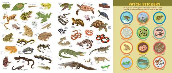 Backpack Explorer: Spotting Snakes and Frogs, and Other Reptiles and Amphibians: What Will You Find?