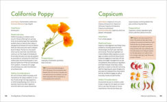 Alternative view 6 of The Big Book of Herbal Medicine: 300 Natural Remedies for Health and Wellness
