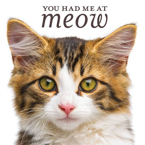 You Had Me At Meow