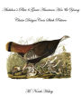 Audubon's Plate 6 Great American Hen amp; Young: Classic Designs Cross Stitch Pattern