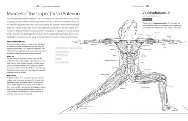 Yoga Anatomy Coloring Book: A Visual Guide to Form, Function, and Movement