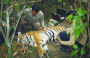 Alternative view 2 of Among Tigers: Fighting to Bring Back Asia's Big Cats