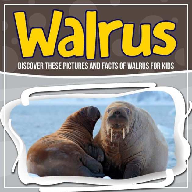 Walrus: Discover These Pictures And Facts Of Walrus For Kids by Bold