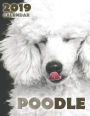 Poodle 2019 Calendar