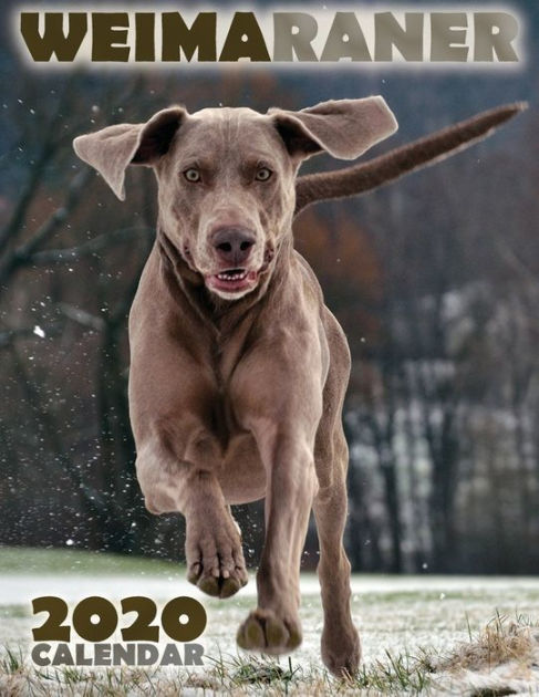 Weimaraner 2020 Calendar by Over the Wall Dogs, Paperback | Barnes & Noble® Weimaraner 2020 Calendar by Over the Wall Dogs, Paperback | Barnes & Noble®