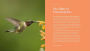 Alternative view 12 of The Hummingbird Handbook: Everything You Need to Know about These Fascinating Birds
