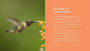 Alternative view 3 of The Hummingbird Handbook: Everything You Need to Know about These Fascinating Birds