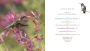 Alternative view 6 of The Hummingbird Handbook: Everything You Need to Know about These Fascinating Birds