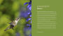 Alternative view 7 of The Hummingbird Handbook: Everything You Need to Know about These Fascinating Birds