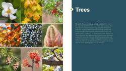 Alternative view 13 of The Northeast Native Plant Primer: 235 Plants for an Earth-Friendly Garden
