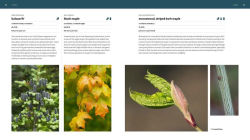 Alternative view 3 of The Northeast Native Plant Primer: 235 Plants for an Earth-Friendly Garden