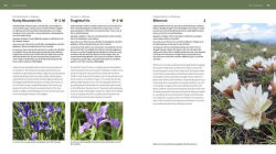 Alternative view 2 of The Pacific Northwest Native Plant Primer: 225 Plants for an Earth-Friendly Garden
