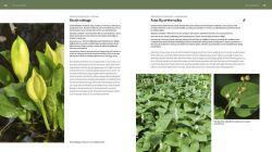 Alternative view 4 of The Pacific Northwest Native Plant Primer: 225 Plants for an Earth-Friendly Garden
