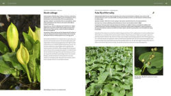 Alternative view 10 of The Pacific Northwest Native Plant Primer: 225 Plants for an Earth-Friendly Garden
