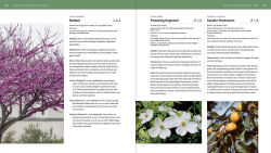 Alternative view 2 of The Texas Native Plant Primer: 225 Plants for an Earth-Friendly Garden
