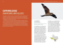 Alternative view 2 of Birds of Texas: A Timber Press Field Guide