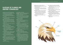 Alternative view 4 of Birds of Texas: A Timber Press Field Guide