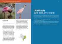 Alternative view 6 of Birds of Texas: A Timber Press Field Guide