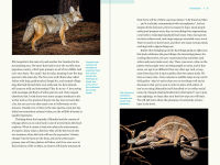Alternative view 3 of Nature at Night: Discover the Hidden World That Comes Alive after Dark