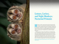 Alternative view 7 of Nature at Night: Discover the Hidden World That Comes Alive after Dark