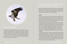 Alternative view 4 of Birds of the Great Lakes