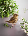 Alternative view 2 of Pom-Pom Birds: Craft an Artisan Yarn Flock