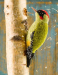Alternative view 6 of Pom-Pom Birds: Craft an Artisan Yarn Flock