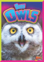 Baby Owls