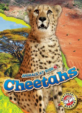 Cheetahs