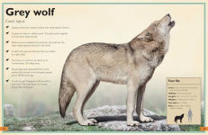 Alternative view 4 of The Magnificent Book of Animals