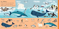 Alternative view 4 of 101 Sea Creatures to Find