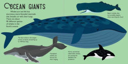 Alternative view 2 of Panoramic Pop-Ups: Ocean